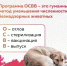 ОСВВ (Отлов - Стерилизация - Вакцинация - Возврат) это эффективный метод снижения численности безнадзорных животных - Корочанский район